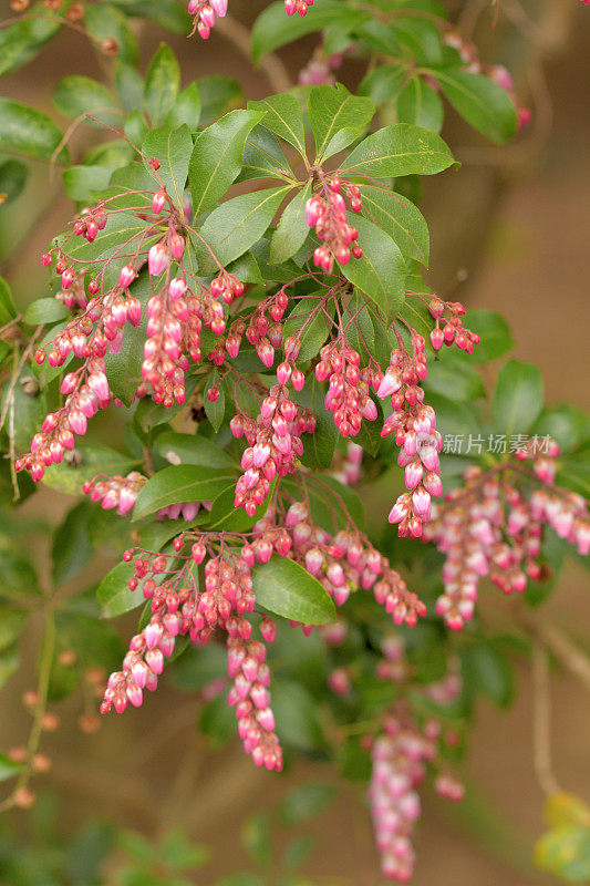 Pieris japonica /日本仙女座花